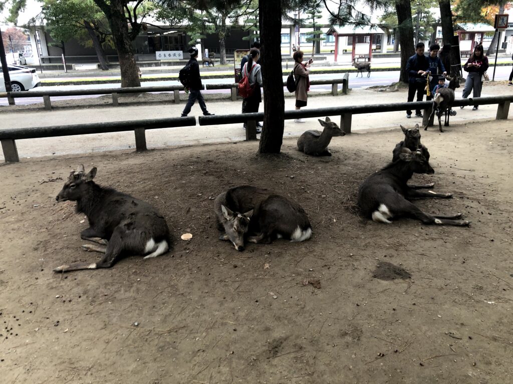 Photo of deer in Nara Park in Nara, Japan by Bethany Chobanian Lang
