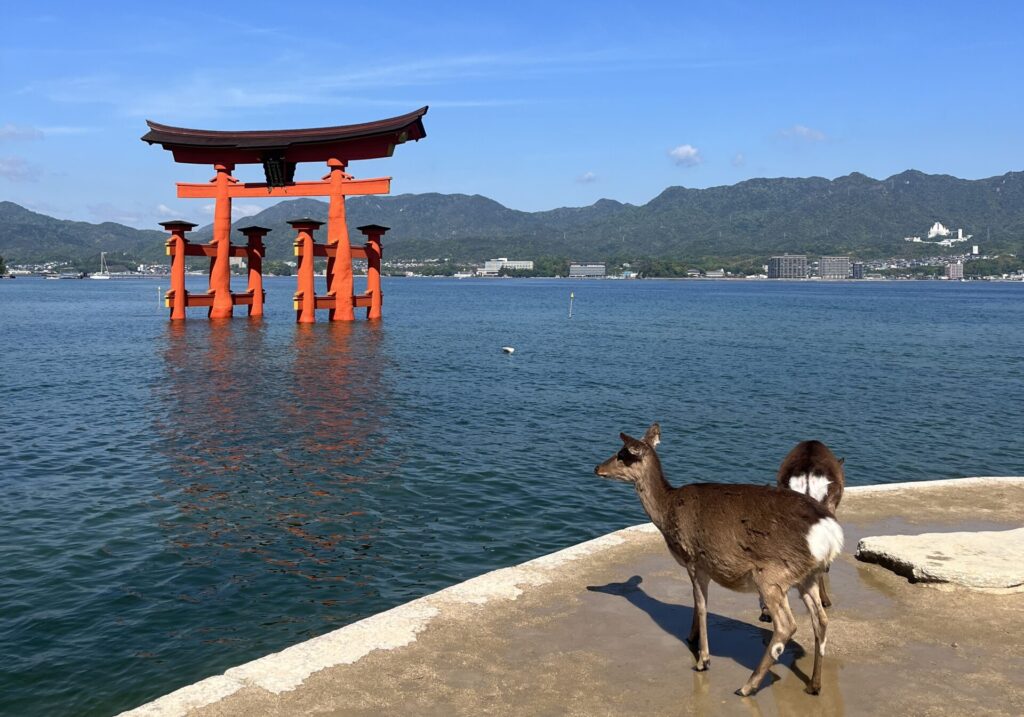 Photo of a deer on Miyajima Island, Japan by Bethany Chobanian Lang
